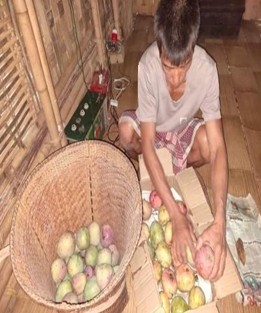 Distribution of Fingerlings